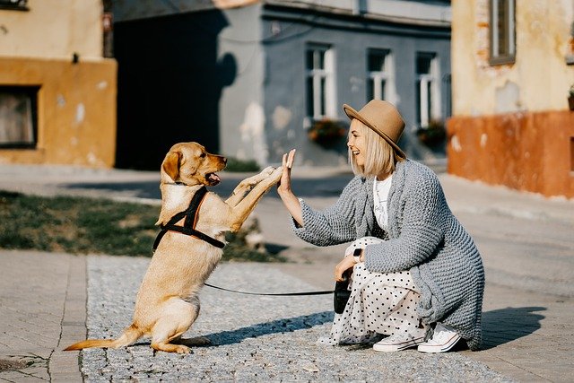 ハイタッチする女性と犬