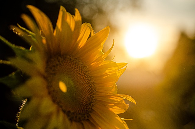 sunflower-and-sunset