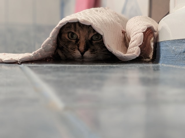 cat-coverd-with-blanket